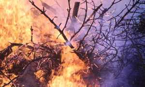 incendio bosco