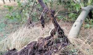 maltempo coldiretti 2