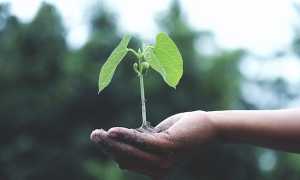 pianta mano coltivare