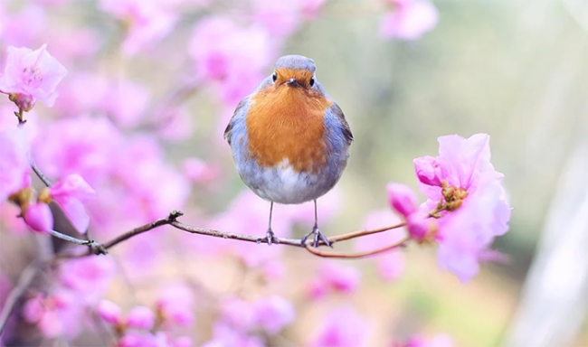 primavera uccello fiori
