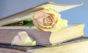 rose 2101475 640