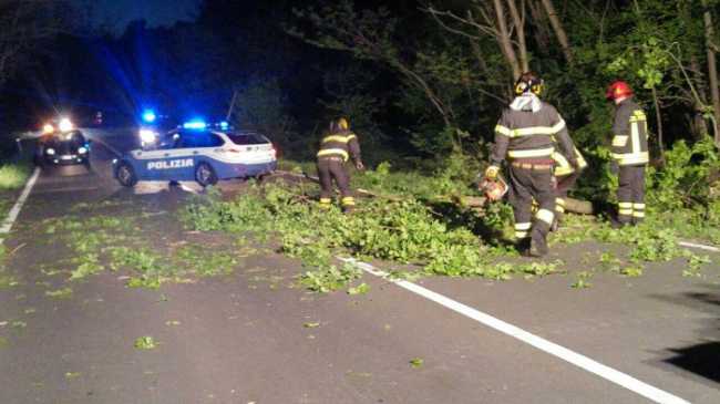 ticinese caduta albero