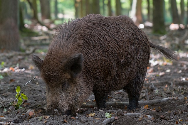 cinghiale