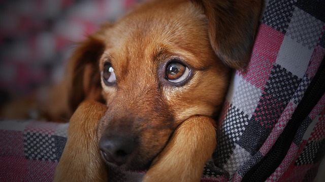 dog 3071334 640