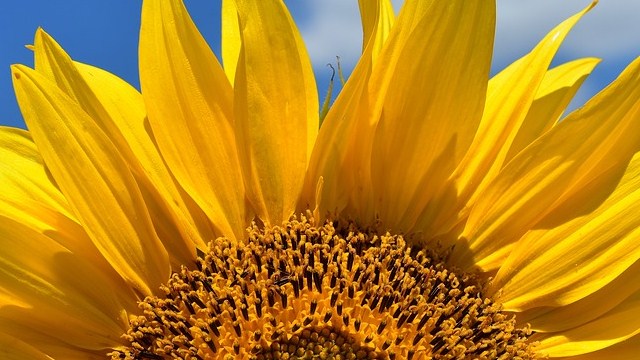 estate girasole