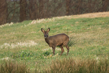 capriolo