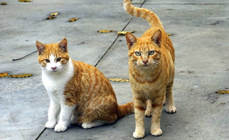 gatti
