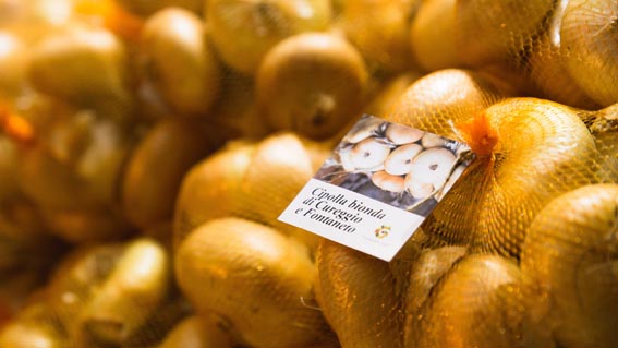 cipolla bionda fontaneto