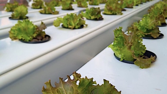 borgo idroponica 1 2